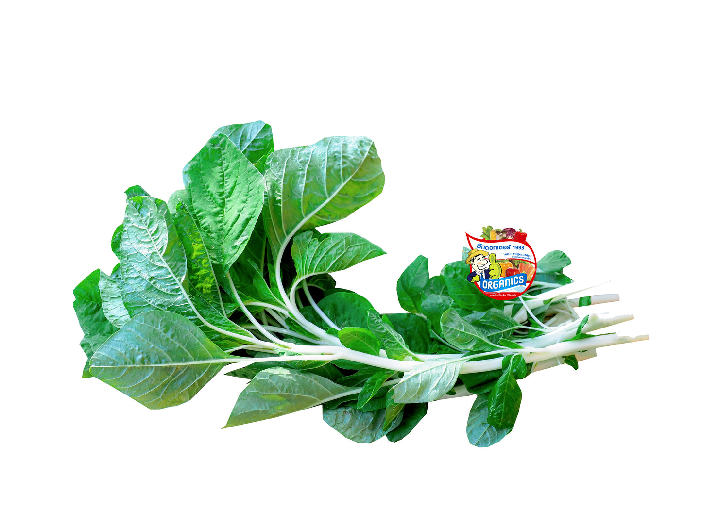 ผักโขมขาวอินทรีย์
