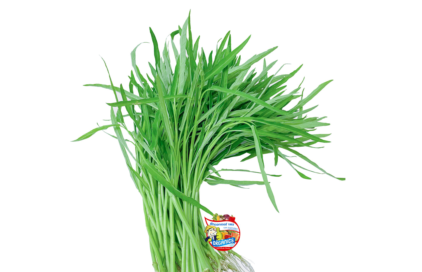 ผักบุ้งจีนต้นอินทรีย์